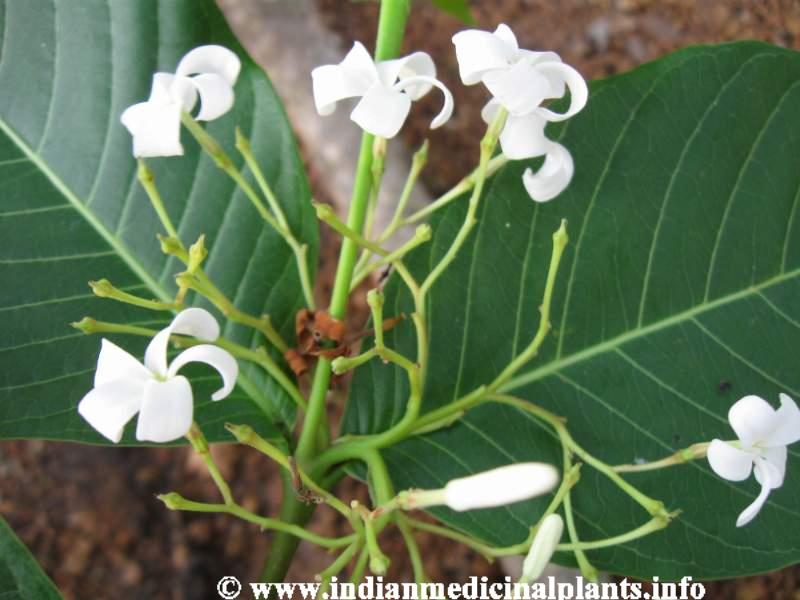 Holarrhena antidysenterica 4